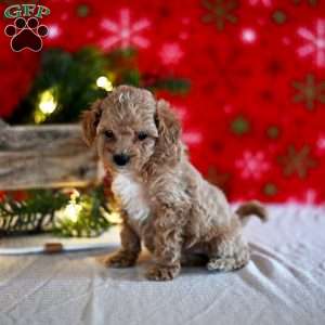 Tiffany, Miniature Poodle Puppy